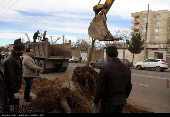 تصاویری از جابجایی درختان در زنجان