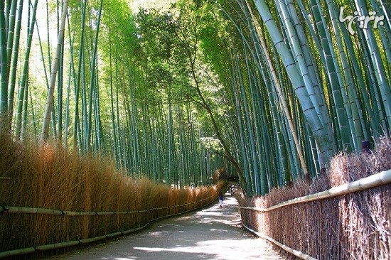 جنگل زیبای ساگانو در کیوتو که باید ببینید و بشنوید