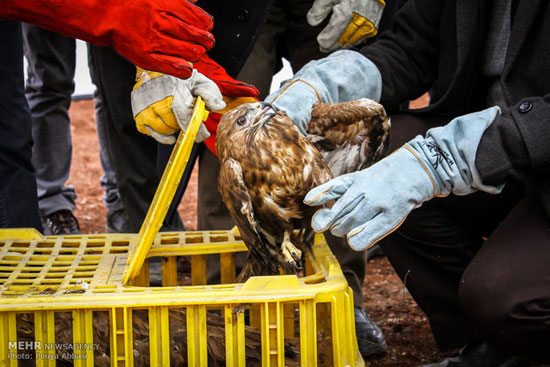 عکس: آزادسازی پرندگان وحشی در تبریز