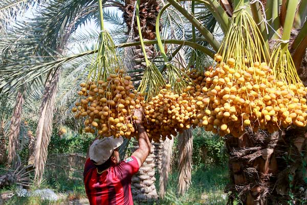 برداشت خارک و رطب از نخلستان‌های آبادان