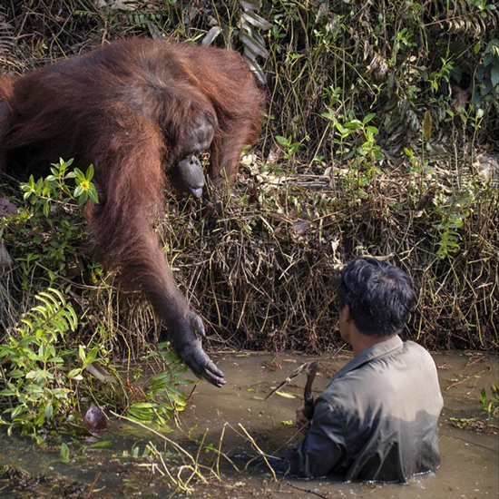 صحنه‌ای زیبا از مهربانی یک اورانگوتان