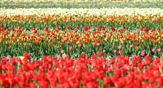 کرونا باعث نابودی ۱۴۰میلیون گل لاله در هلند شد