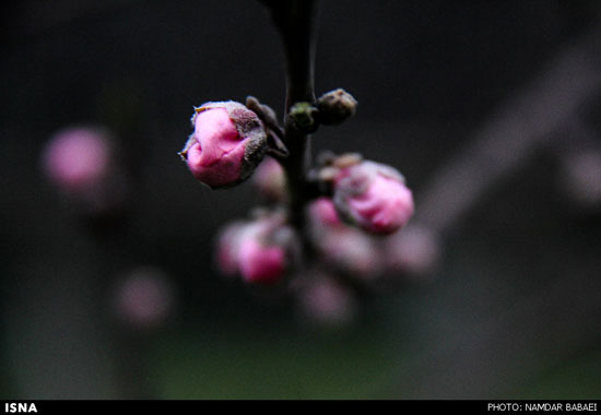 عکس: شکوفه دادن درختان در مازندران