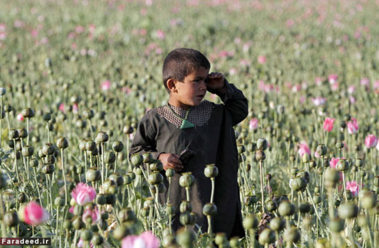 عکس: کشت تریاک در افغانستان