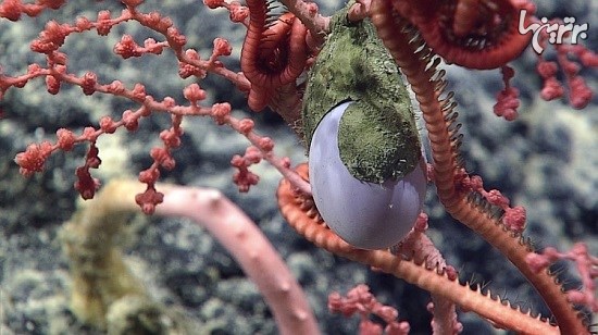 تصاویر جالب از حیات کف اقیانوس