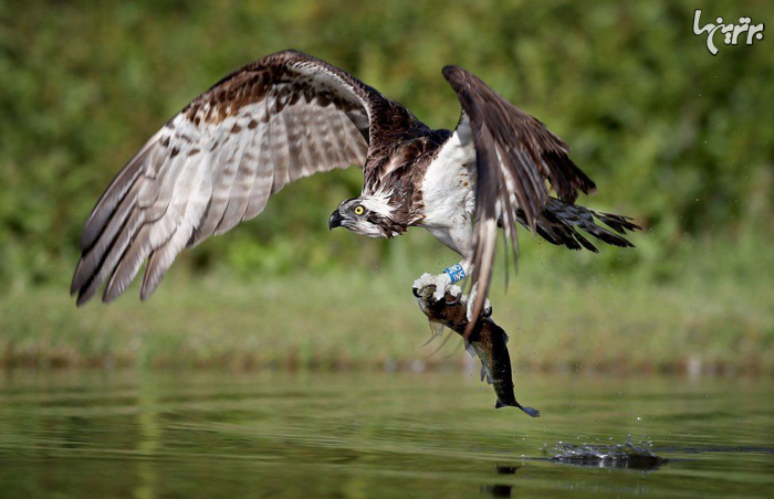 عکس‌های دیدنی از شکار پرندگان در اسکاتلند