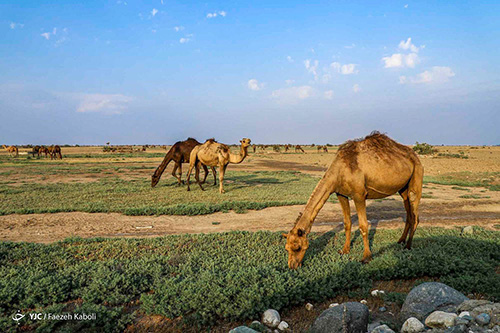 «خلیج گرگان» در جدال با خشکسالی