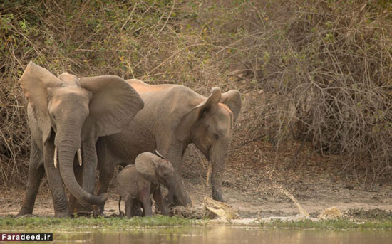 عکس: حمله غافلگیرانه کروکودیل به فیل