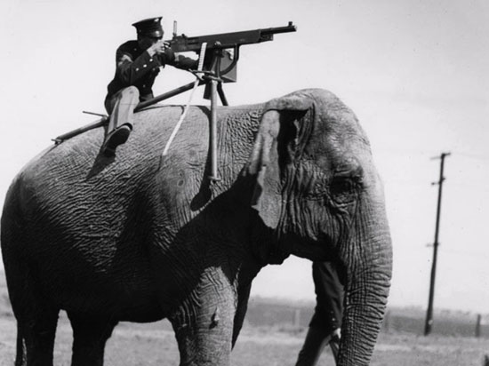 استفاده عجیب از حیوانات در جنگ +عکس