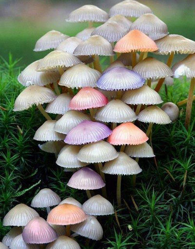 تصاویری زیبا از دنیای قارچ‌ها