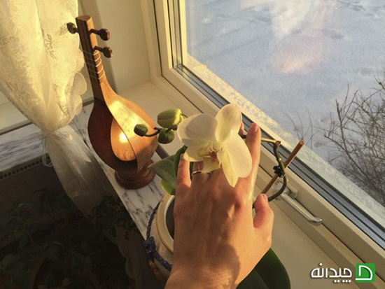 تزیین پنجره، ۶ قاب زیبا از نگاه خانم‌های ایرانی!