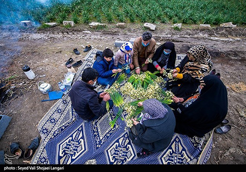 عکس‌های برداشت گل نرگس از مازندران دل‌تان را می‌برد