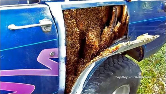 عجیب ترین مکان برای کندوی زنبورها +عکس