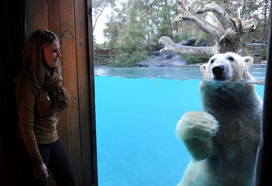 هم اتاقی با خرس قطبی در این هتل