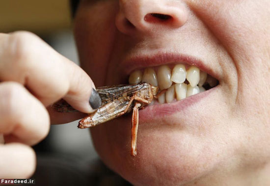 عکس: به دندان کشیدن ملخ با لذت تمام!