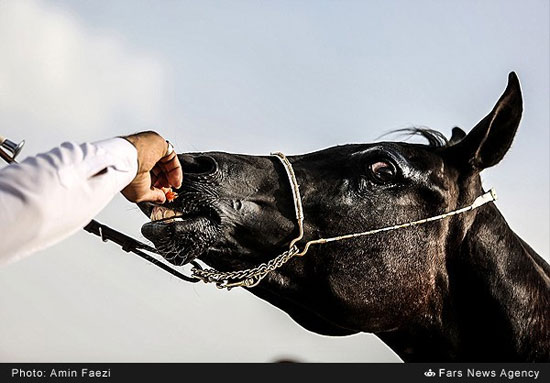 جشنواره زیبایی اسب اصیل ایرانی