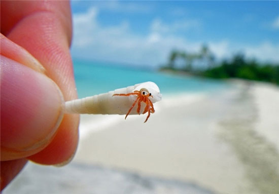 این خرچنگ های گوشه گیر کوچولو و بی آزار