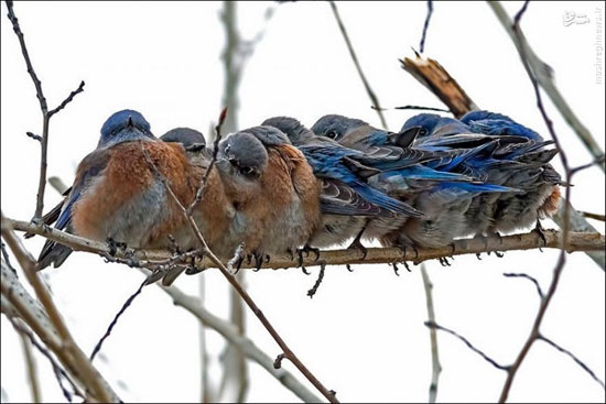 خوابیدن دسته جمعی پرندگان