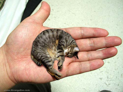کوچک‏ترین گربه دوست داشتنی جهان