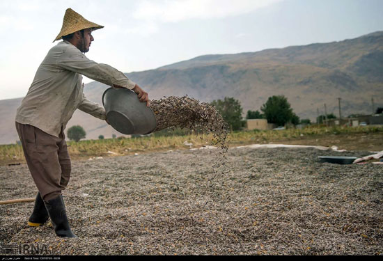 برداشت و خشک کردن تخمه در روستای «چمه»