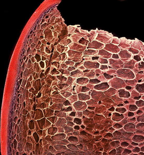 تصویر حیرت انگیز از مواد غذایی در زیر میکروسکوپ