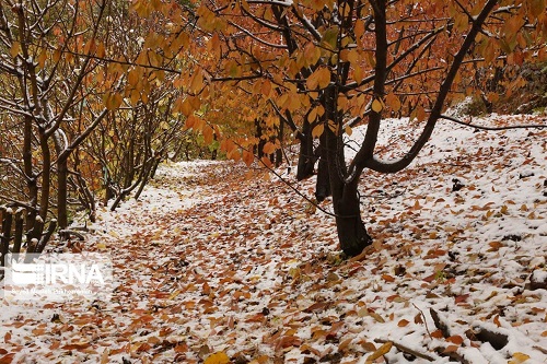 خودنمایی زمستان در پاییز