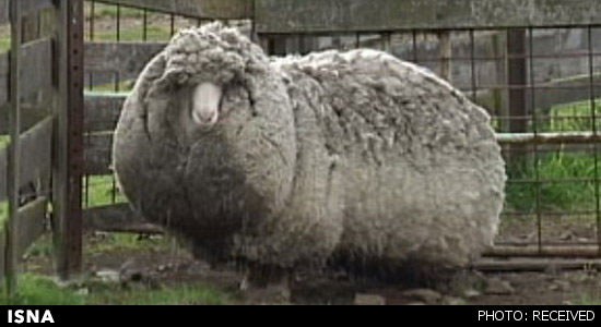 پشمالوترین گوسفند جهان +عکس
