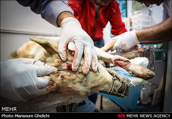 نجات ماده گرگ زخمی از مرگ +عکس