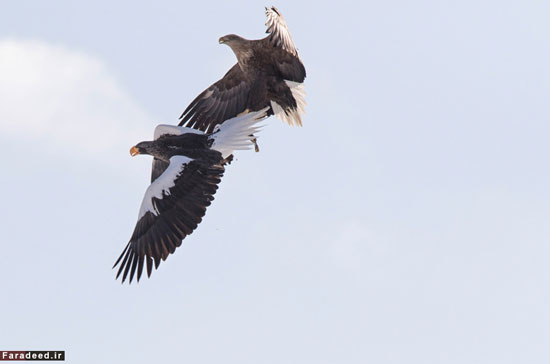 زورگیری عقاب در آسمان! +عکس