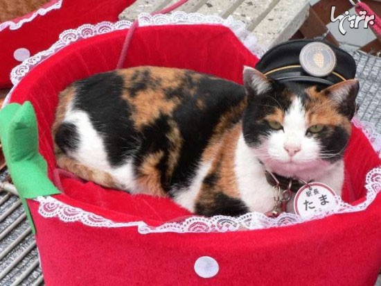 این گربه جاذبه توریستی ژاپن است! +عکس