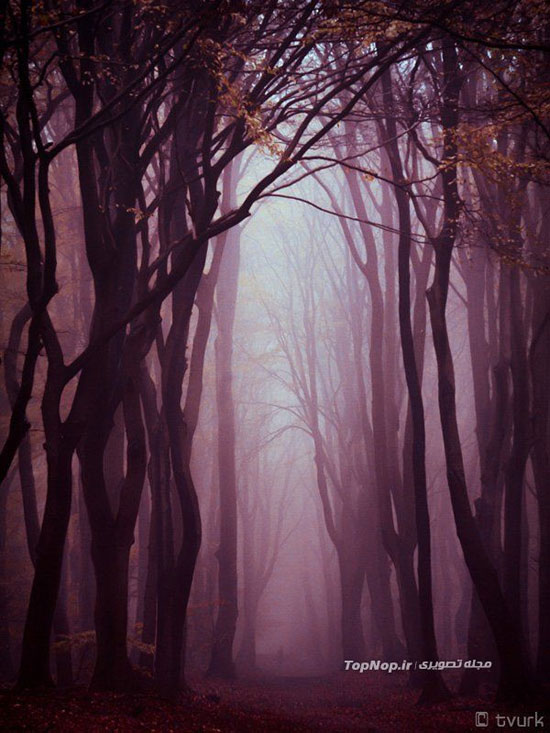 عکاسی از روح جنگل +عکس