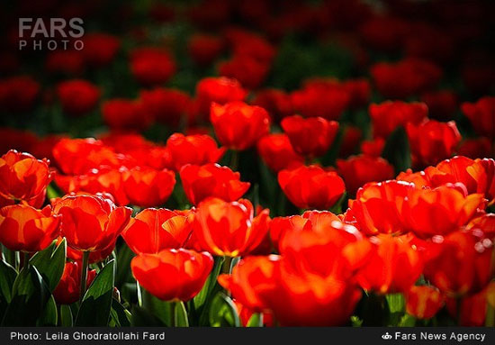 عکس: باغ ایرانی