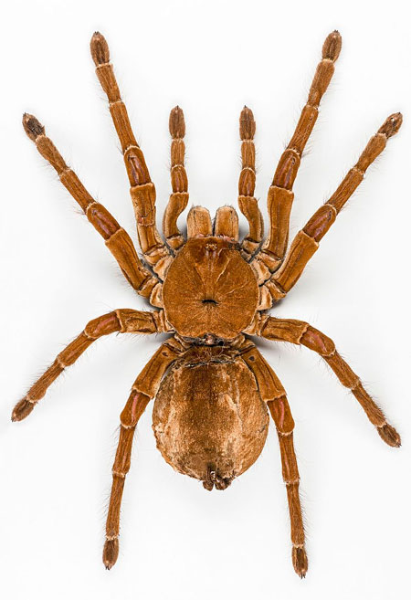 عنکبوت پرنده‌خوار جالوت: بزرگترین عنکبوت جهان
