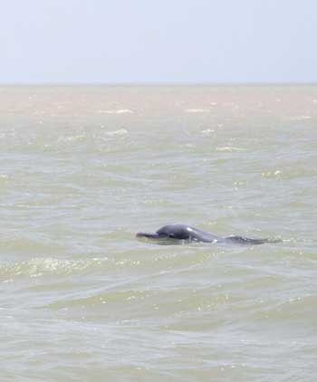 مشاهده دلفین گوژپشت بازیگوش در آب‌های آبادان