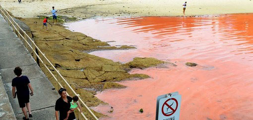 عکس: ساحل سیدنی به خون نشست