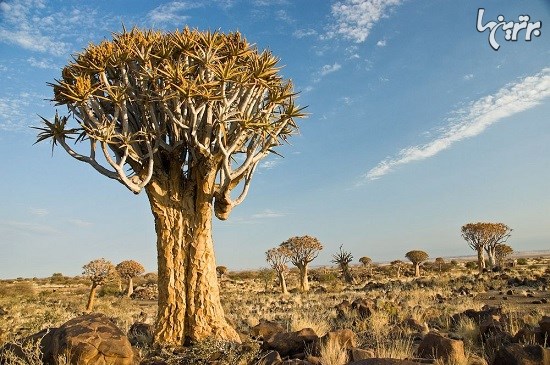 جنگل درختان تیردان در نامیبیا