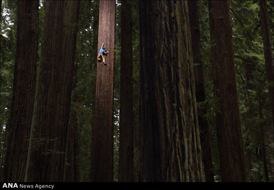 صعود از بلندترین درختان آمریکا +عکس