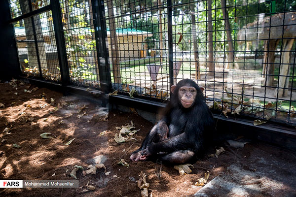 تصاویری از «باران»، تنها بچه شامپانزه ایران