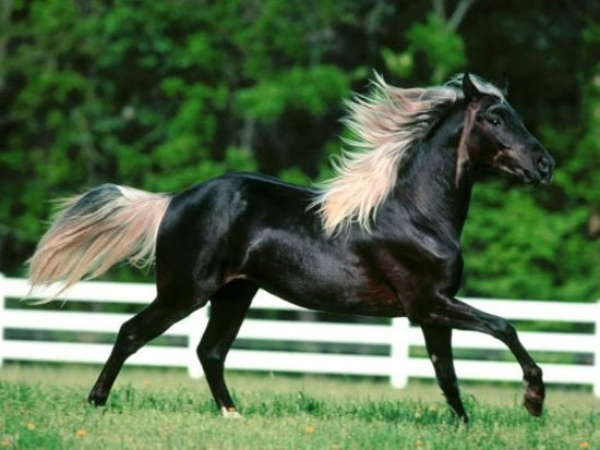 داستانک؛ اسب زیبا