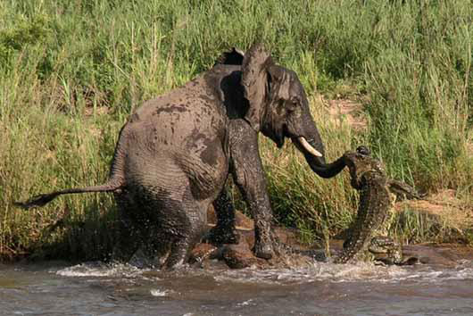 حمله تمساح به فیل +عکس