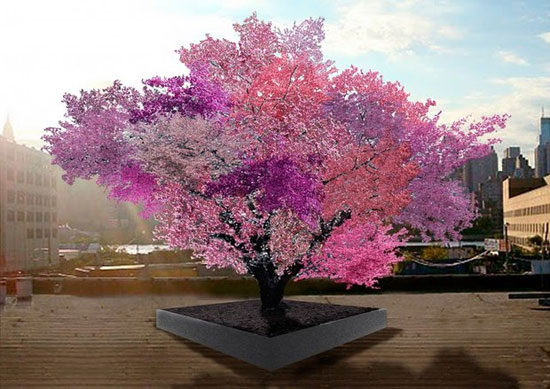 این درخت 40 نوع میوه تولید می‌کند +عکس