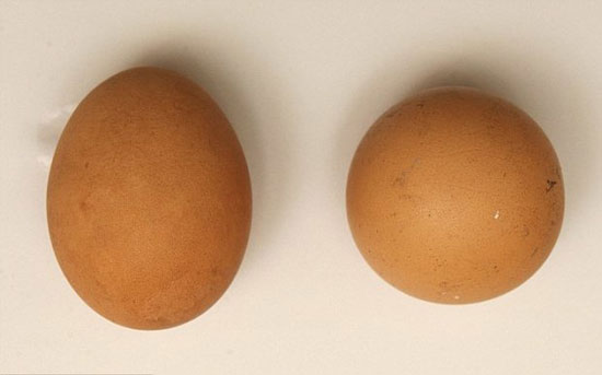 تخم‌مرغی با ارزش 2.5 میلیون تومان! +عکس