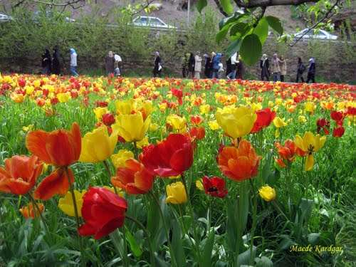 جشن لاله های ایران