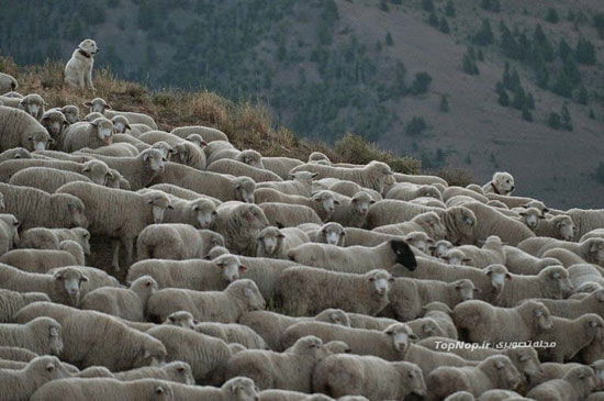 سفر گوسفندان در ایالات متحده +عکس