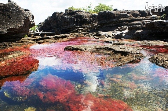رودخانه رنگین کمان کانو کریستال، زیبا ترین رودخانه جهان