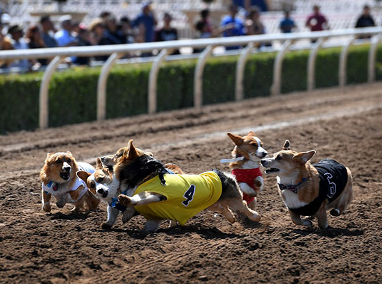 رقابت سخت سگ‌های بامزه در کالیفرنیا