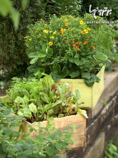 رمز و رازهای پرورش سبزیجات در خانه