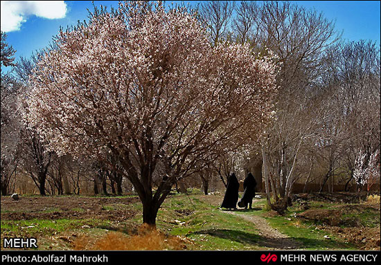 عکس: شکوفه‌های بهاری بادام