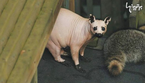حیوانات بدون مو چقدر زشت هستند! +عکس