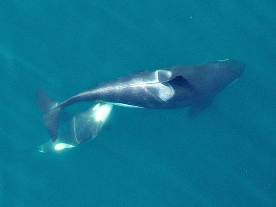 واضح‌ترین تصاویر یک پهپاد از نهنگ قاتل